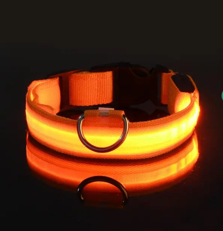 Glitz LED Fashion Dog Collar for Nighttime Walks